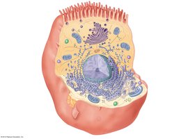 Diagram of a typical cell with labeled organelles