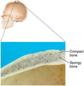 Compact and spongy bone in the skull