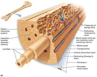 Microscopic structure of compact bone