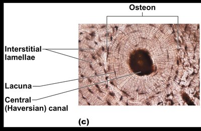 Osteon structure in compact bone