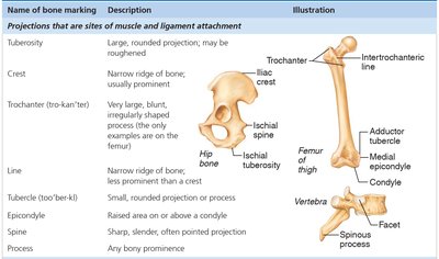 Bone markings: projections for muscle and ligament attachment