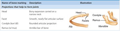 Bone markings: projections that help form joints