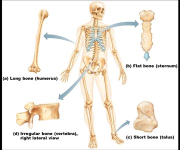Classification of bones: long, flat, short, irregular