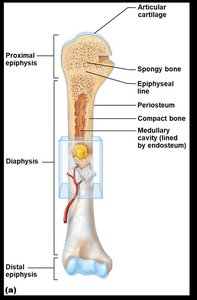 Gross anatomy of a long bone