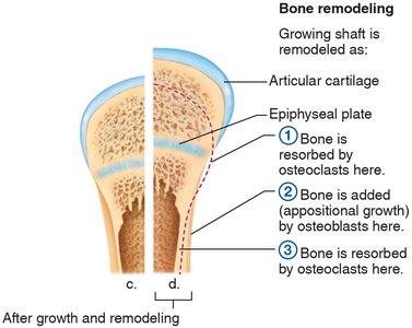 Bone remodeling and growth