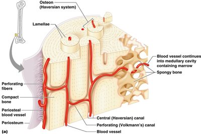 Microscopic structure of compact bone