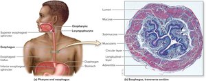 Pharynx and esophagus anatomy and histology