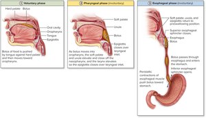 Phases of swallowing: voluntary, pharyngeal, esophageal