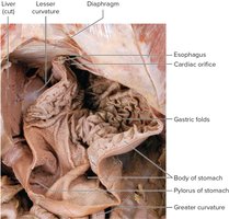 Gross anatomy of stomach (cut open)
