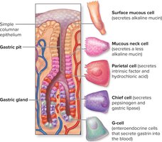 Gastric pit and gland with cell types