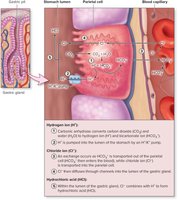 Formation of HCl from parietal cells
