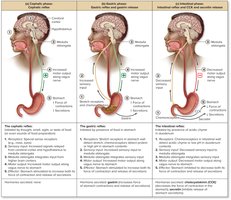 Regulation of digestive processes in the stomach