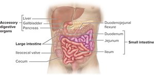Gross anatomy of lower GI tract and accessory organs