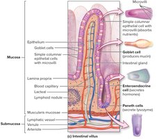 Intestinal villus structure