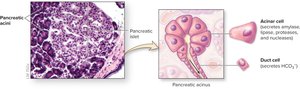 Histology of the pancreas