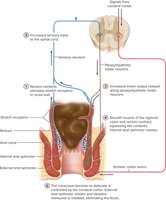 Defecation reflex