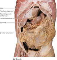 Dissection showing omenta and peritoneal folds
