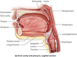 Sagittal section of oral cavity and pharynx