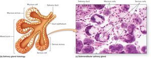 Histology of salivary gland showing mucous and serous cells