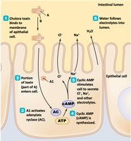 Mechanism of cholera toxin action