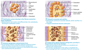 Compact bone replaces immature spongy bone