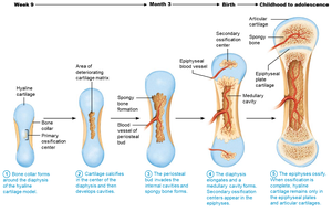 Epiphyses ossify, hyaline cartilage remains in plates and articular cartilage