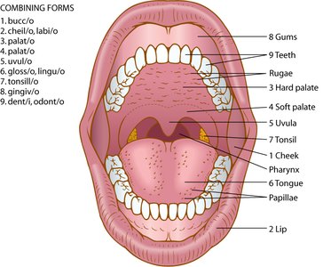 Anatomy of the oral cavity