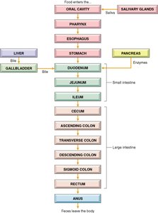 Food pathway through the GI tract