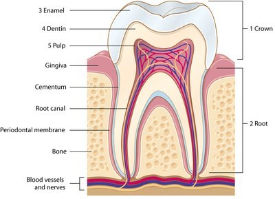 Anatomy of a tooth
