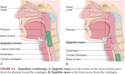Deglutition (swallowing) process