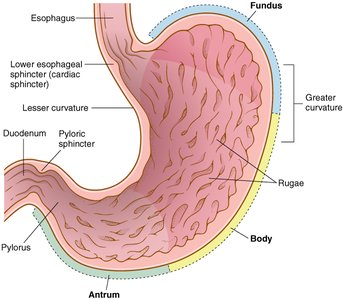 Anatomy of the stomach