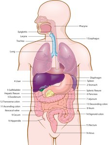 Digestive tract anatomy