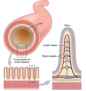 Villi in the small intestine