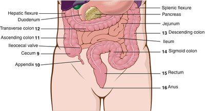 Large intestine anatomy