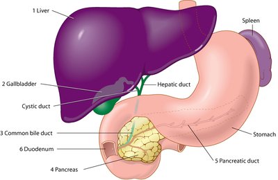 Liver, gallbladder, and pancreas anatomy