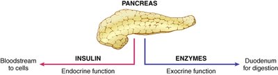 Pancreas endocrine and exocrine functions