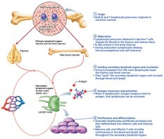 Lymphocyte development, maturation, and activation