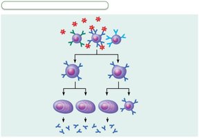 Clonal selection of a B cell