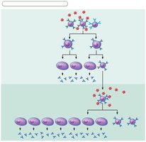Primary and secondary humoral responses