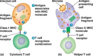 MHC proteins presenting antigens to T cells