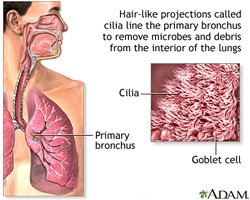 Cilia and mucus in the respiratory tract
