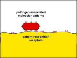 Pattern recognition receptors and PAMPs