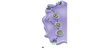 Events of phagocytosis