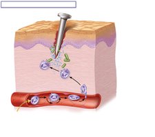 Phagocyte mobilization during inflammation