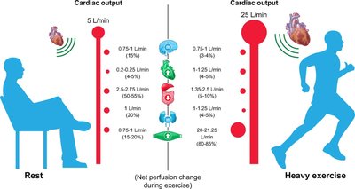 Blood Distribution in the Whole Body