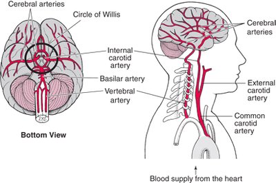 Cerebral arteries and Circle of Willis