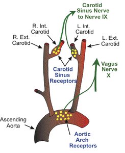 Baroreceptor locations in carotid and aortic arteries