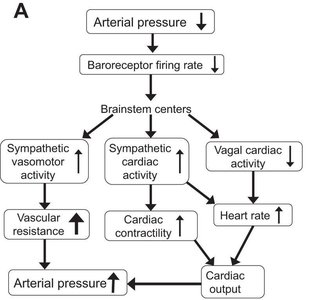Baroreceptor reflex pathway diagram