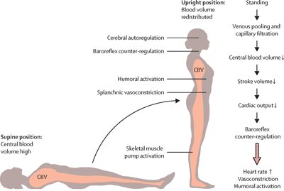 Blood volume redistribution during standing