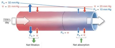 Capillary hydrostatic and osmotic pressure diagram